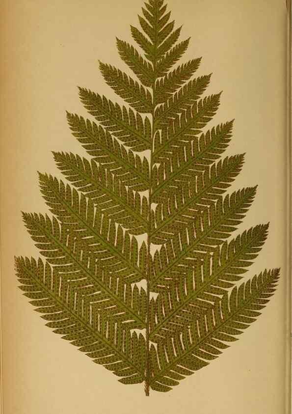 Reproducción/Reproduction 49628466422: Ferns: British and exotic.... London,Groombridge and Sons,1856-60.. 