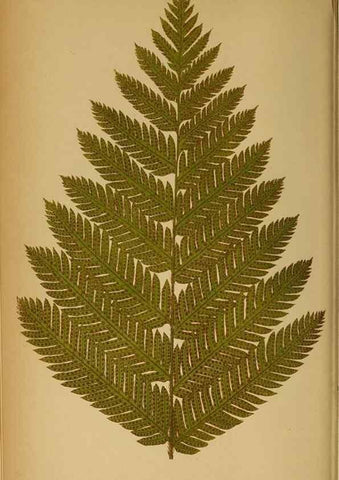 Reproducción/Reproduction 49628466422: Ferns: British and exotic.... London,Groombridge and Sons,1856-60.. 