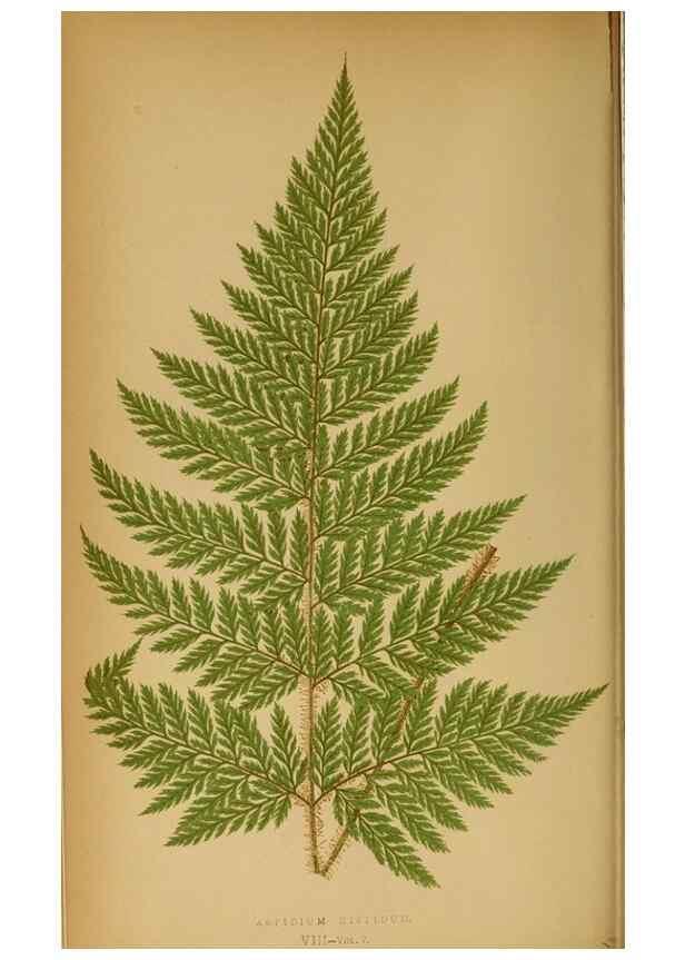 Reproducción/Reproduction 49628465962: Ferns: British and exotic.... London,Groombridge and Sons,1856-60.. 