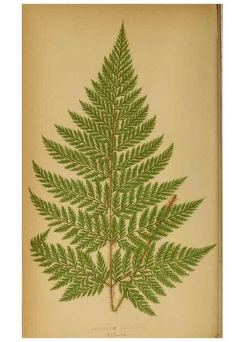 Reproducción/Reproduction 49628465962: Ferns: British and exotic.... London,Groombridge and Sons,1856-60.. 