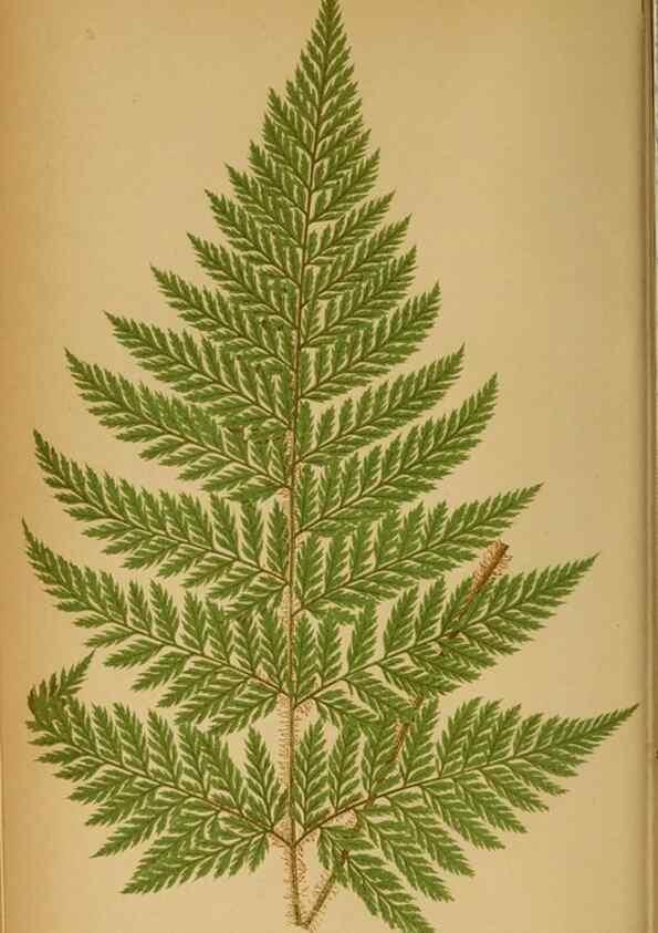 Reproducción/Reproduction 49628465962: Ferns: British and exotic.... London,Groombridge and Sons,1856-60.. 
