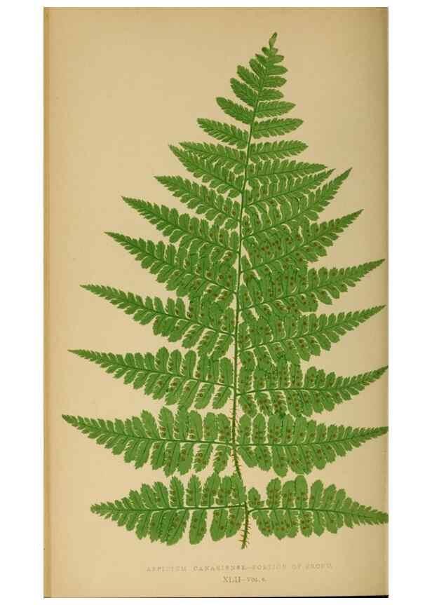 Reproducción/Reproduction 49627231291: Ferns: British and exotic.... London,Groombridge and Sons,1856-60.. 
