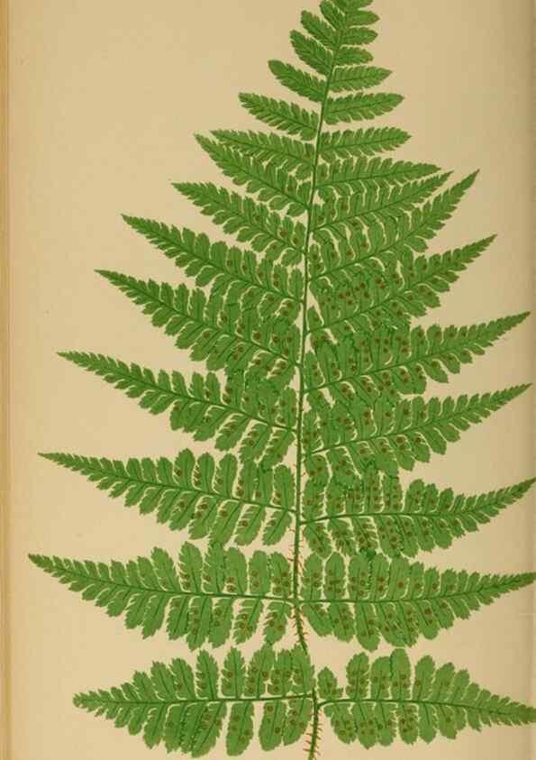 Reproducción/Reproduction 49627231291: Ferns: British and exotic.... London,Groombridge and Sons,1856-60.. 