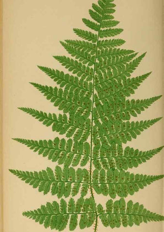 Reproducción/Reproduction 49627231291: Ferns: British and exotic.... London,Groombridge and Sons,1856-60.. 