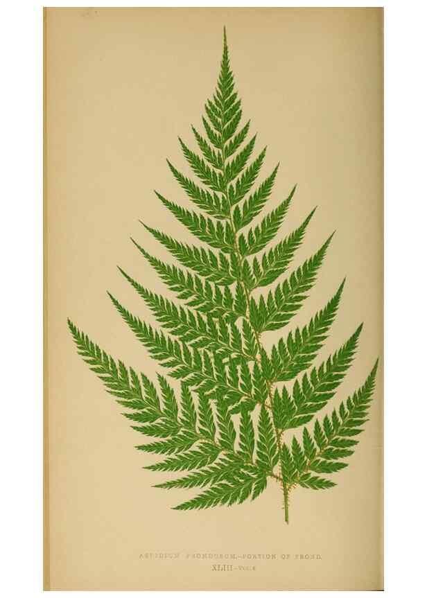 Reproducción/Reproduction 49626713603: Ferns: British and exotic.... London,Groombridge and Sons,1856-60.. 