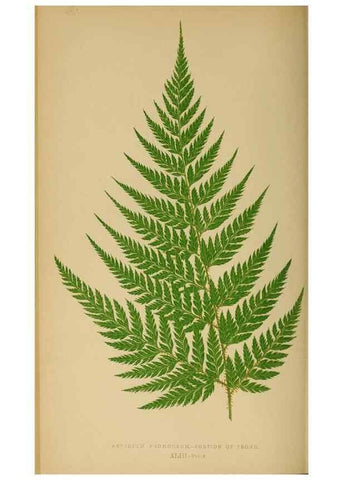 Reproducción/Reproduction 49626713603: Ferns: British and exotic.... London,Groombridge and Sons,1856-60.. 