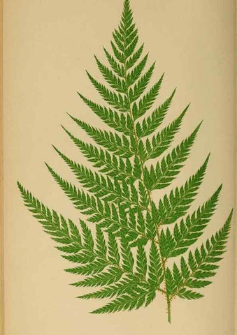 Reproducción/Reproduction 49626713603: Ferns: British and exotic.... London,Groombridge and Sons,1856-60.. 