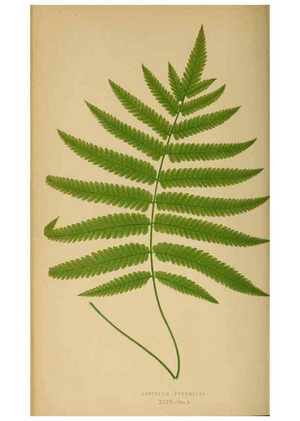 Reproducción/Reproduction 49627504502: Ferns: British and exotic.... London,Groombridge and Sons,1856-60.. 