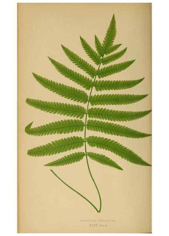 Reproducción/Reproduction 49627504502: Ferns: British and exotic.... London,Groombridge and Sons,1856-60.. 