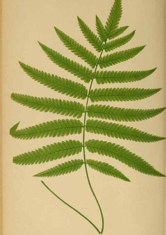 Reproducción/Reproduction 49627504502: Ferns: British and exotic.... London,Groombridge and Sons,1856-60.. 