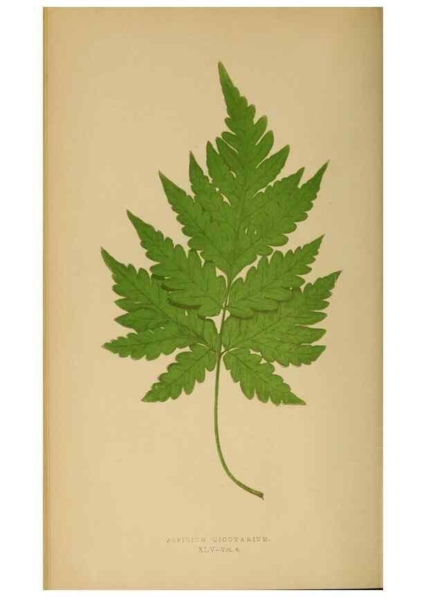 Reproducción/Reproduction 49627504732: Ferns: British and exotic.... London,Groombridge and Sons,1856-60.. 