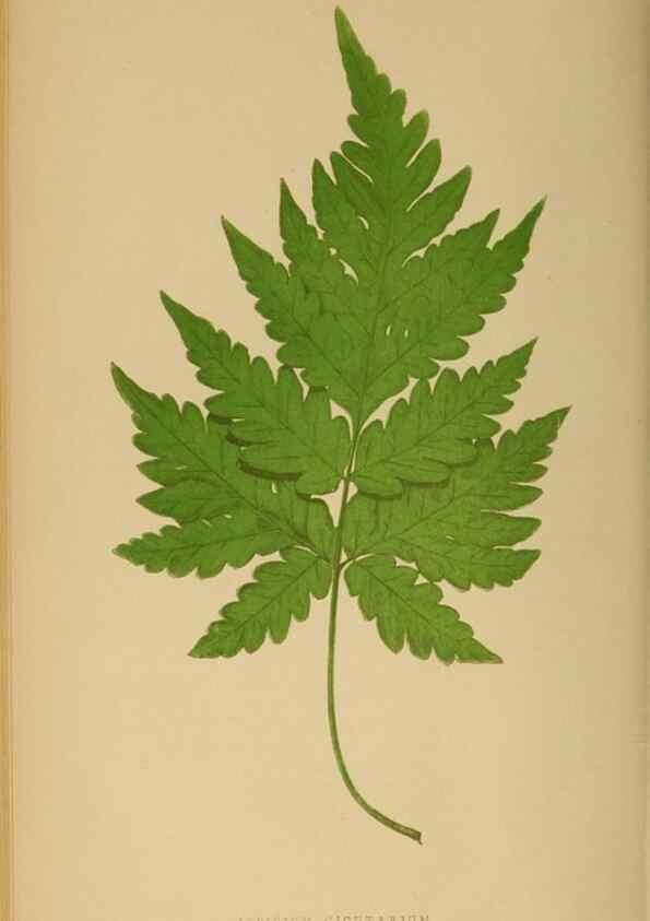 Reproducción/Reproduction 49627504732: Ferns: British and exotic.... London,Groombridge and Sons,1856-60.. 
