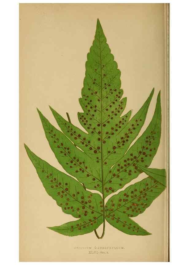 Reproducción/Reproduction 49627232086: Ferns: British and exotic.... London,Groombridge and Sons,1856-60.. 