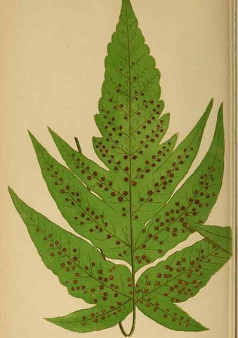 Reproducción/Reproduction 49627232086: Ferns: British and exotic.... London,Groombridge and Sons,1856-60.. 