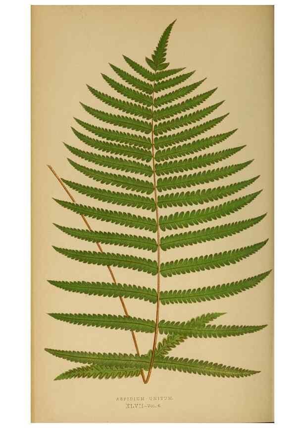 Reproducción/Reproduction 49627505197: Ferns: British and exotic.... London,Groombridge and Sons,1856-60.. 