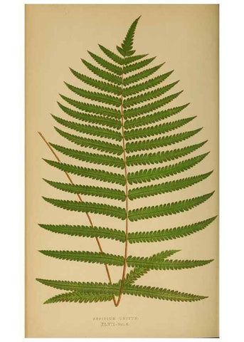 Reproducción/Reproduction 49627505197: Ferns: British and exotic.... London,Groombridge and Sons,1856-60.. 