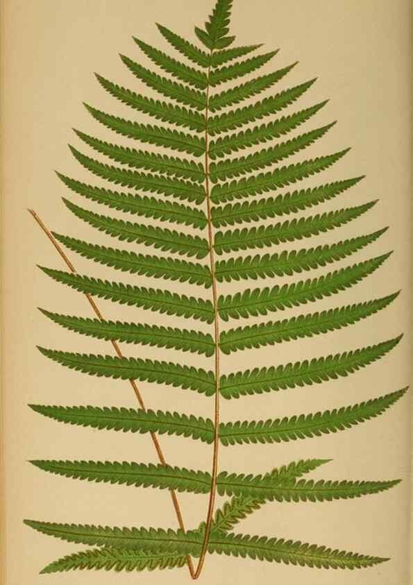 Reproducción/Reproduction 49627505197: Ferns: British and exotic.... London,Groombridge and Sons,1856-60.. 