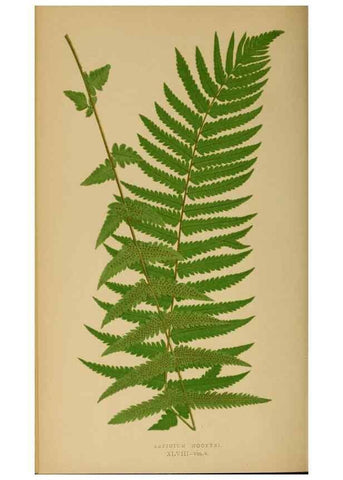 Reproducción/Reproduction 49626714908: Ferns: British and exotic.... London,Groombridge and Sons,1856-60.. 