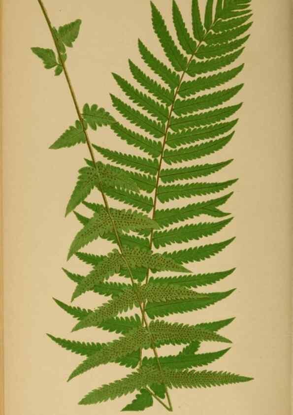 Reproducción/Reproduction 49626714908: Ferns: British and exotic.... London,Groombridge and Sons,1856-60.. 