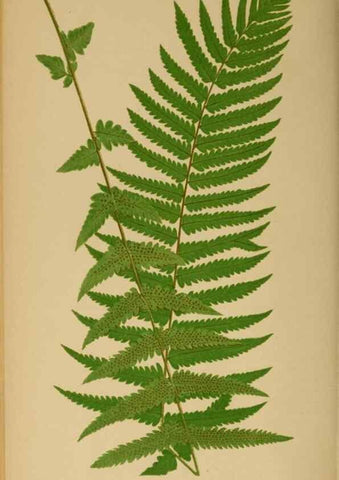 Reproducción/Reproduction 49626714908: Ferns: British and exotic.... London,Groombridge and Sons,1856-60.. 