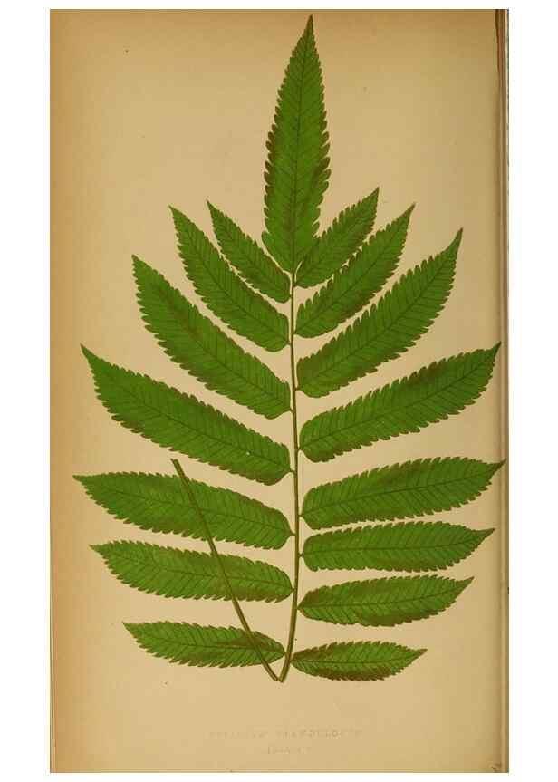 Reproducción/Reproduction 49627675043: Ferns: British and exotic.... London,Groombridge and Sons,1856-60.. 