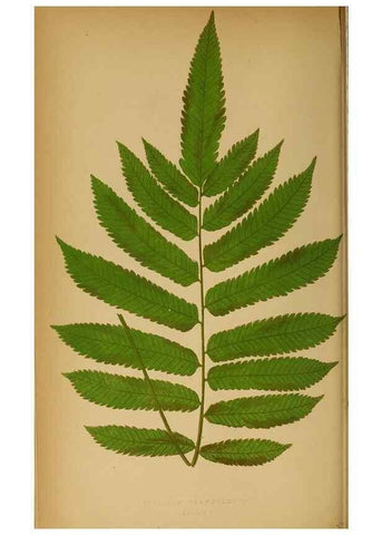 Reproducción/Reproduction 49627675043: Ferns: British and exotic.... London,Groombridge and Sons,1856-60.. 