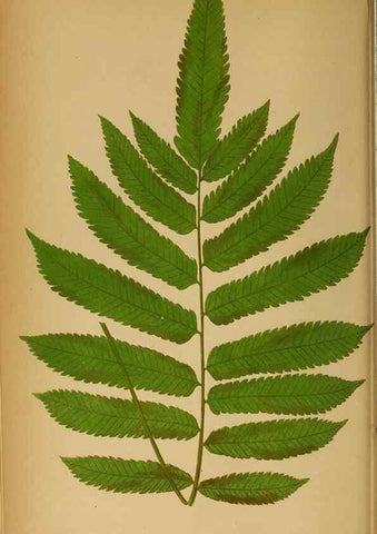 Reproducción/Reproduction 49627675043: Ferns: British and exotic.... London,Groombridge and Sons,1856-60.. 
