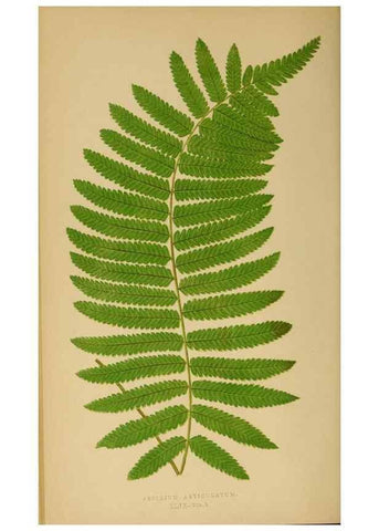 Reproducción/Reproduction 49627232941: Ferns: British and exotic.... London,Groombridge and Sons,1856-60.. 