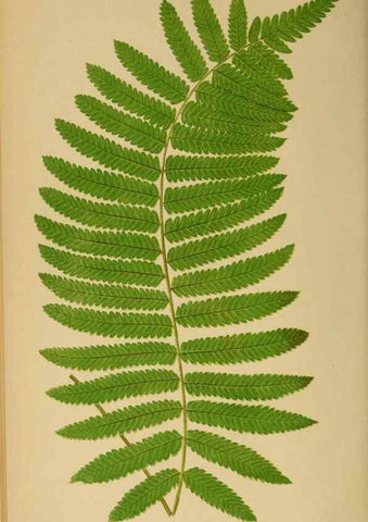 Reproducción/Reproduction 49627232941: Ferns: British and exotic.... London,Groombridge and Sons,1856-60.. 