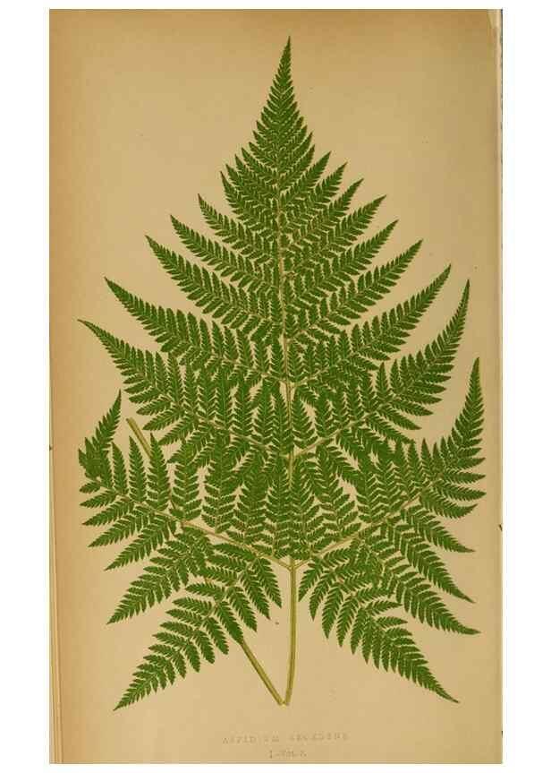 Reproducción/Reproduction 49627673378: Ferns: British and exotic.... London,Groombridge and Sons,1856-60.. 