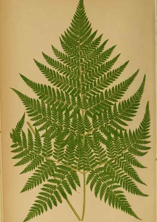 Reproducción/Reproduction 49627673378: Ferns: British and exotic.... London,Groombridge and Sons,1856-60.. 