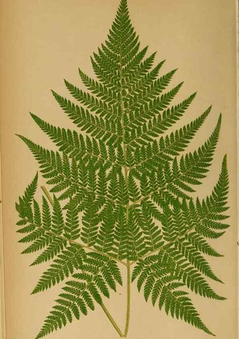 Reproducción/Reproduction 49627673378: Ferns: British and exotic.... London,Groombridge and Sons,1856-60.. 