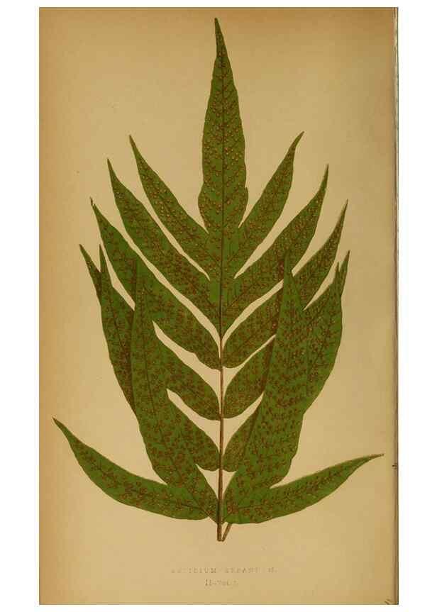 Reproducción/Reproduction 49628190071: Ferns: British and exotic.... London,Groombridge and Sons,1856-60.. 