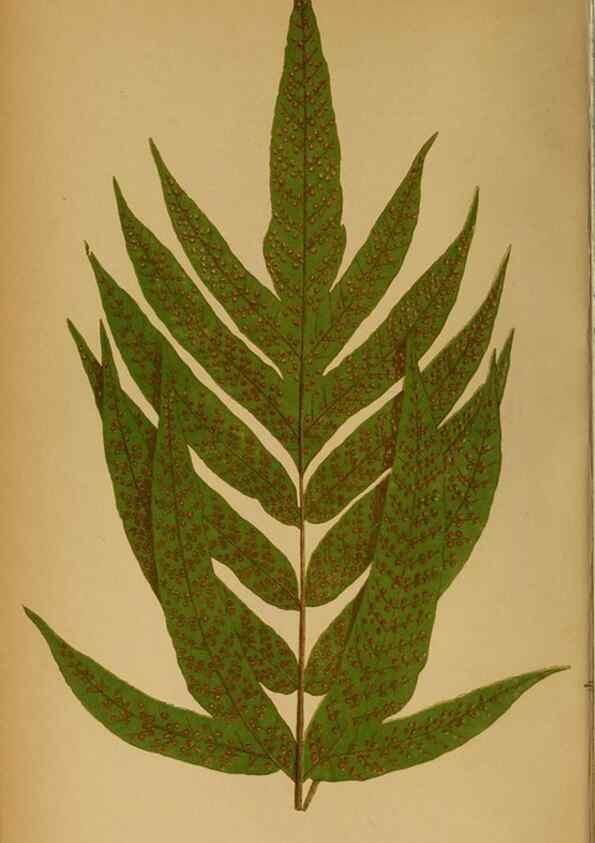 Reproducción/Reproduction 49628190071: Ferns: British and exotic.... London,Groombridge and Sons,1856-60.. 