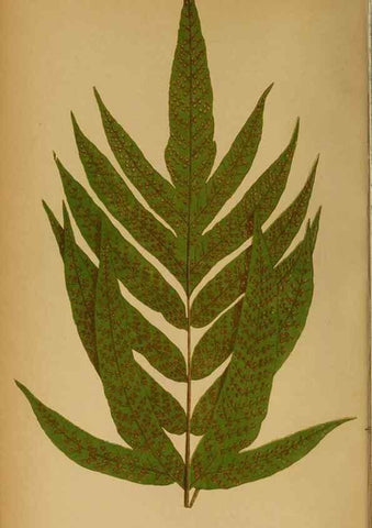 Reproducción/Reproduction 49628190071: Ferns: British and exotic.... London,Groombridge and Sons,1856-60.. 