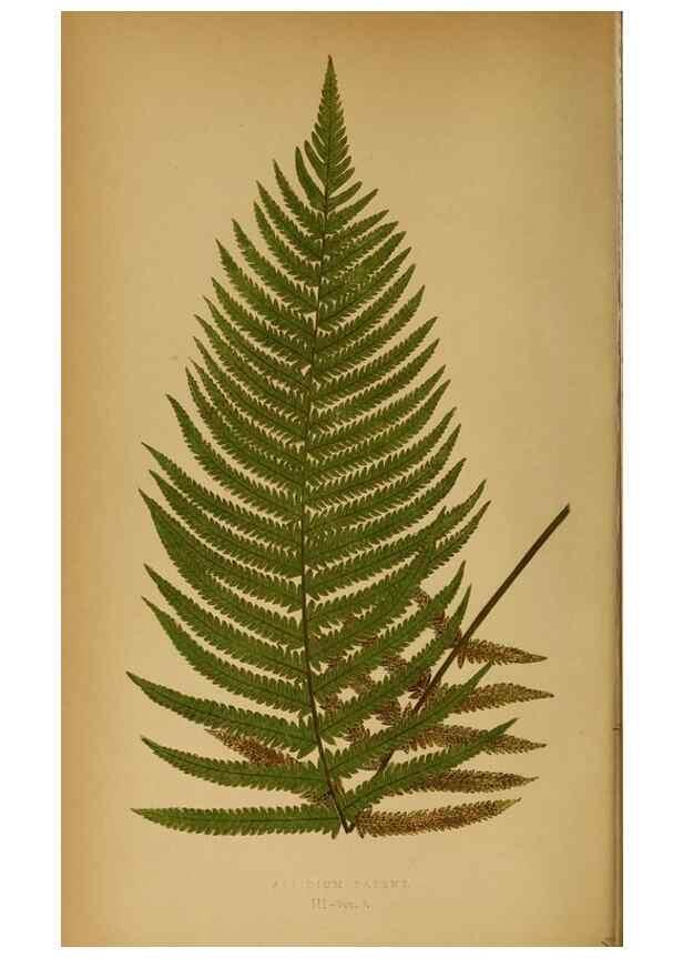 Reproducción/Reproduction 49627673813: Ferns: British and exotic.... London,Groombridge and Sons,1856-60.. 