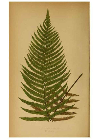 Reproducción/Reproduction 49627673813: Ferns: British and exotic.... London,Groombridge and Sons,1856-60.. 