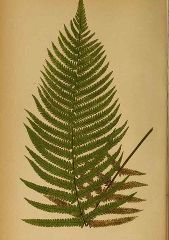 Reproducción/Reproduction 49627673813: Ferns: British and exotic.... London,Groombridge and Sons,1856-60.. 