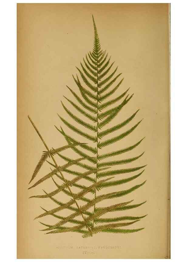 Reproducción/Reproduction 49627673963: Ferns: British and exotic.... London,Groombridge and Sons,1856-60.. 