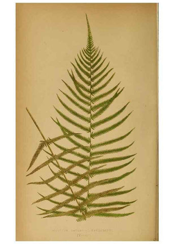 Reproducción/Reproduction 49627673963: Ferns: British and exotic.... London,Groombridge and Sons,1856-60.. 