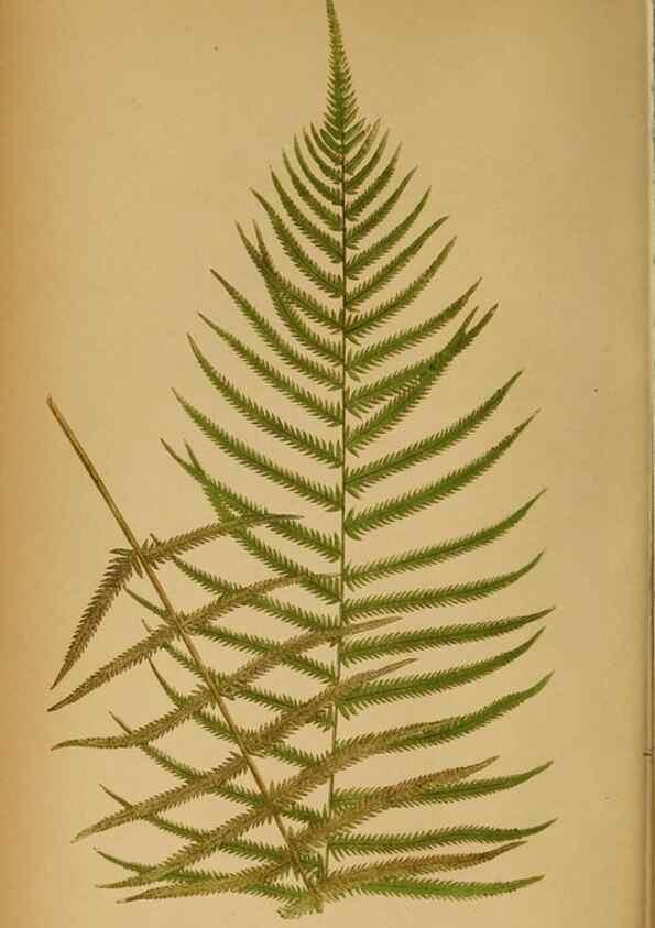 Reproducción/Reproduction 49627673963: Ferns: British and exotic.... London,Groombridge and Sons,1856-60.. 