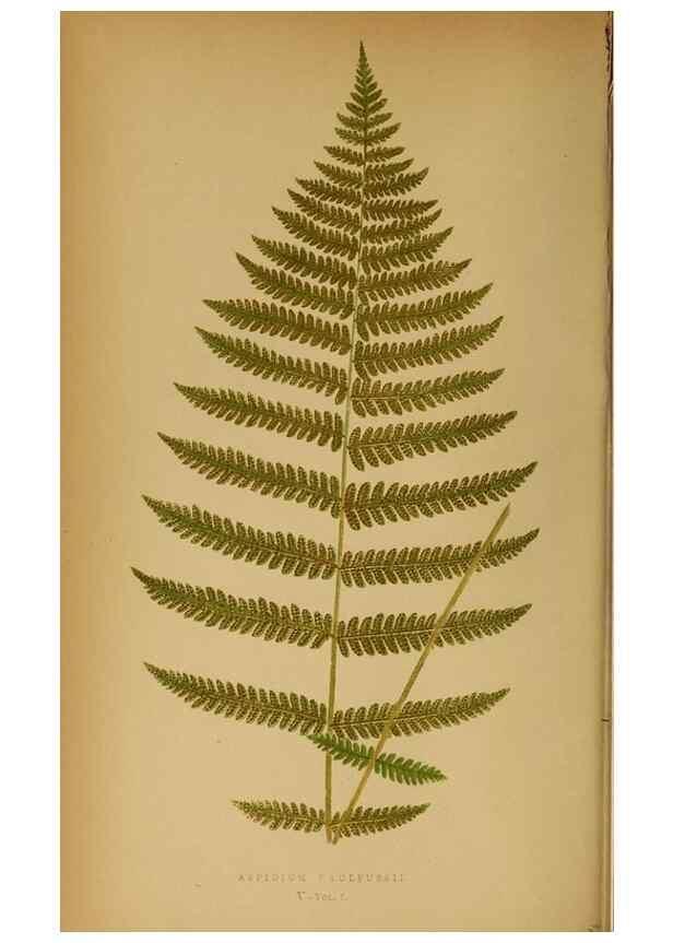 Reproducción/Reproduction 49628465342: Ferns: British and exotic.... London,Groombridge and Sons,1856-60.. 