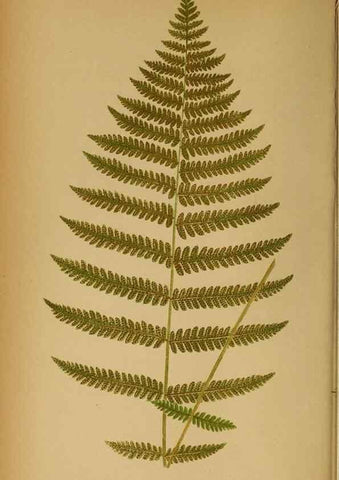 Reproducción/Reproduction 49628465342: Ferns: British and exotic.... London,Groombridge and Sons,1856-60.. 