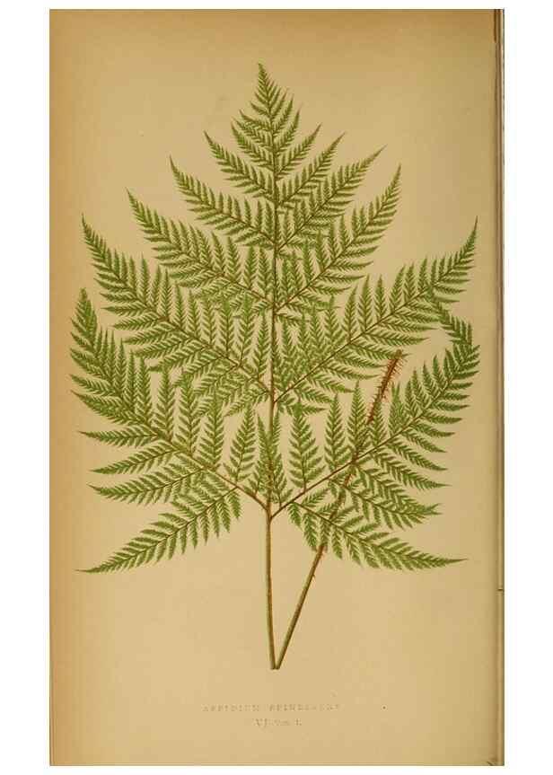Reproducción/Reproduction 49627674453: Ferns: British and exotic.... London,Groombridge and Sons,1856-60.. 