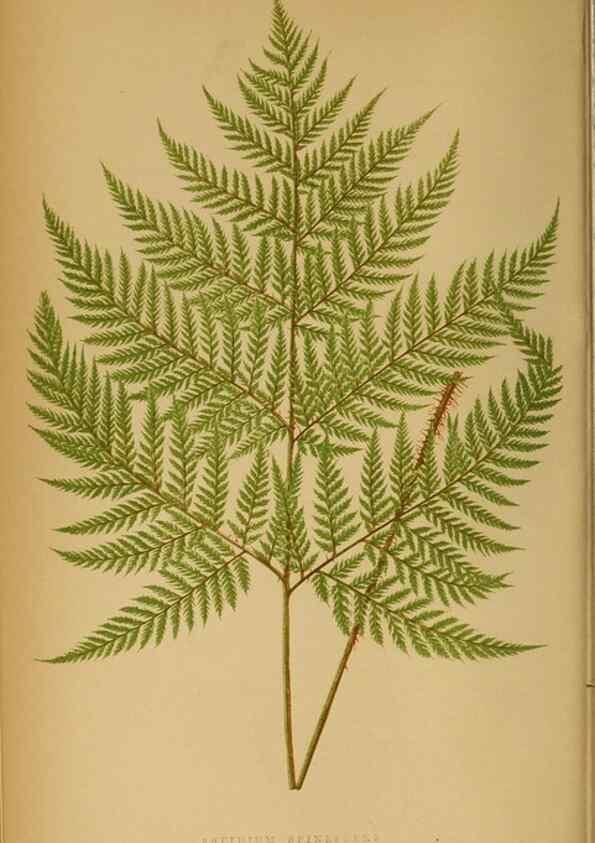 Reproducción/Reproduction 49627674453: Ferns: British and exotic.... London,Groombridge and Sons,1856-60.. 