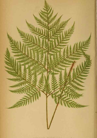 Reproducción/Reproduction 49627674453: Ferns: British and exotic.... London,Groombridge and Sons,1856-60.. 