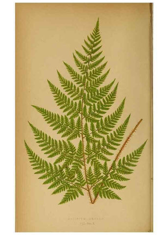 Reproducción/Reproduction 49628465767: Ferns: British and exotic.... London,Groombridge and Sons,1856-60.. 