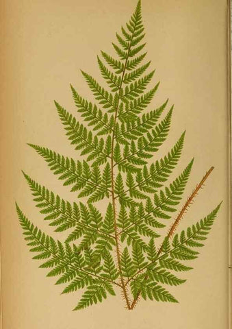Reproducción/Reproduction 49628465767: Ferns: British and exotic.... London,Groombridge and Sons,1856-60.. 