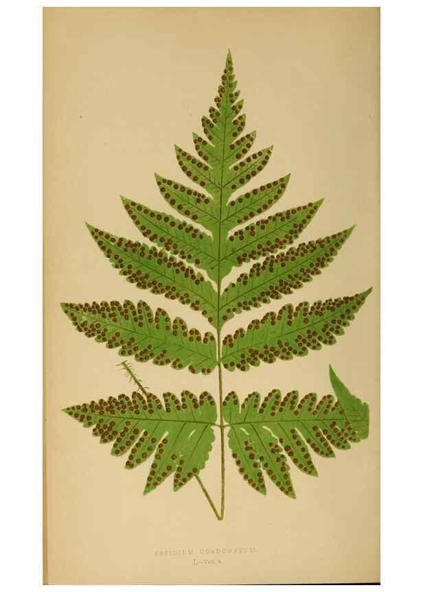 Reproducción/Reproduction 49627505977: Ferns: British and exotic.... London,Groombridge and Sons,1856-60.. 