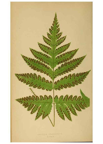 Reproducción/Reproduction 49627505977: Ferns: British and exotic.... London,Groombridge and Sons,1856-60.. 
